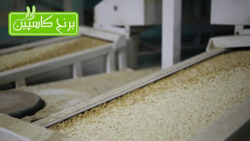 برنج کاسپین برنج کاسپین