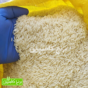 برنج شیرودی فریدونکنار