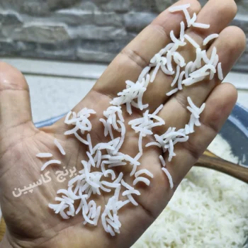 برنج کشت دوم فوق ممتاز