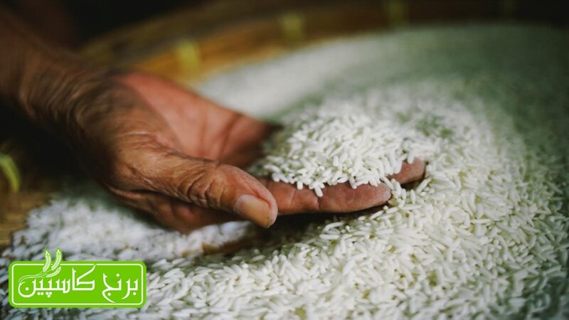 برنج تراریخته