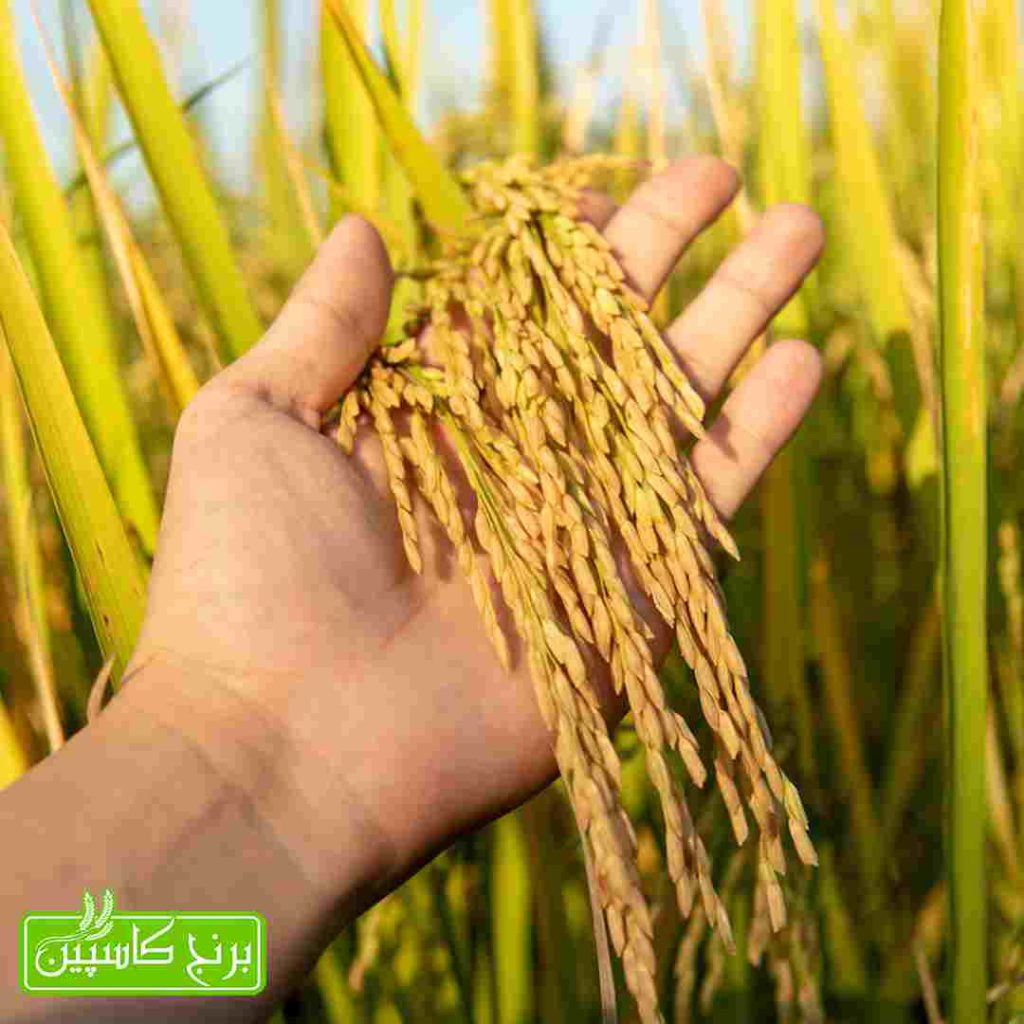 معرفی برنج گیلان