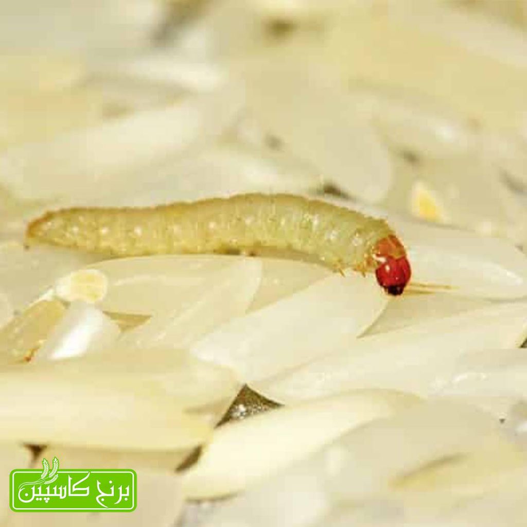 کرم برنج