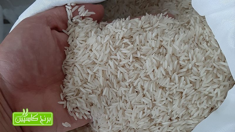 برنج شیرودی