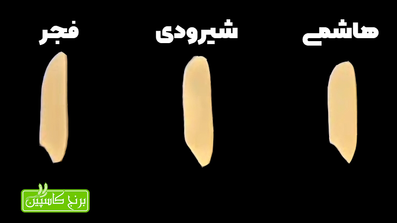 برنج شیرودی